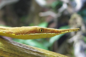 Madagaszkár liston snake - lovely maszkoló maszkolás