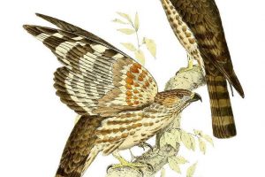 Madagaszkár hawk - kakukk Madagaszkár hawk - kakukk