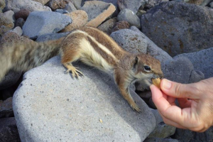 Maghreb mókus, vagy canary chipmunk