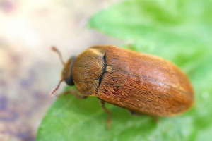 Málna beetle - malina ellenség Málna beetle - malina ellenség