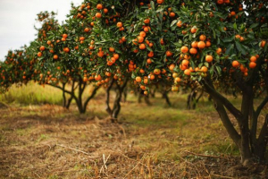 Mandarin
