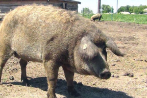 Mangalitsa