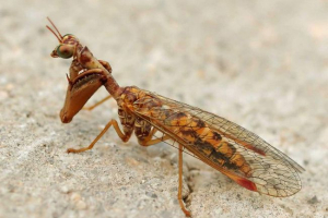 Mantispa - bogomol vagy zlatagid?