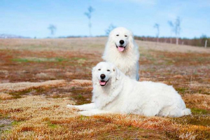 Maremma-abruzza shepherd - feltételek
