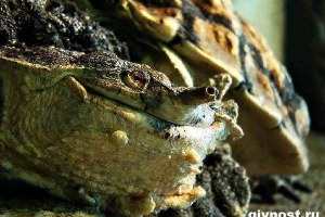 Matamata cherepakh. Életmód és élőhely turtle matamata