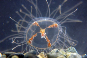 Medusa kereszt. Milyen állat ez?