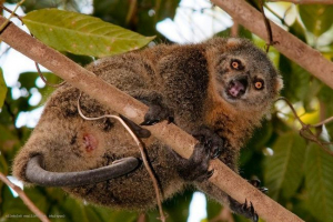 Bear couscus: sulawesi szigetén Bear couscus: sulawesi szigetén