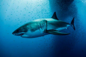 Megalodon