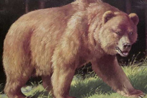 Mexikói grizzlie