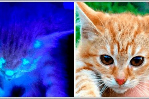 Microsporia és trico a macskákban - mi az?