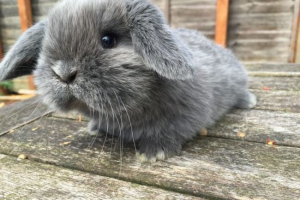 Minillo Minillo