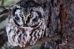 Mochnogo owl - hosted dark taiga