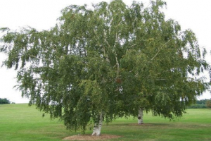 Fagyálló növények