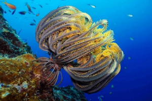 Tengeri liliom. Photo animal marine lily