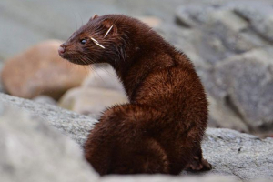 Marine mink - kihalt állat gyönyörű szőrmével