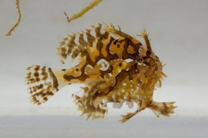 Nautikus bohóc (sargasso)