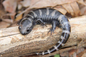 Marble salamander az ambista típusából: fotó