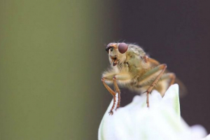 Fly drosophila