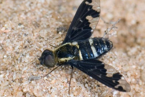 Fly trauritsa: rendkívüli életének rejtélyei