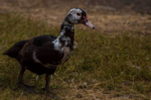 Muscovy kacsa