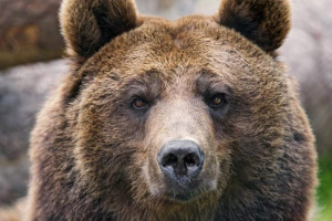 Kurillában a helyiek a barna medve dzsipre költöztek