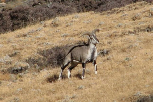 Nashur blue ram Nashur blue ram