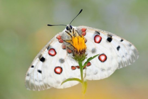 Apollo pillangó