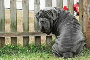 Neapolitán mastiff vagy mastino neapolitano