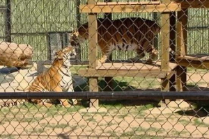 Részeg amerikai az állatkertben pattogott tigris