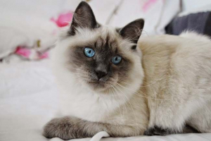 Nevskaya masquerade cat: breed áttekintés Nevskaya masquerade cat: breed áttekintés