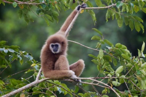 A gibbons-ról a tudomány szempontjából