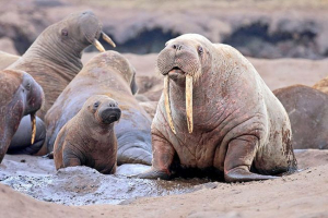 Életmód és érdekes tények a walrusról