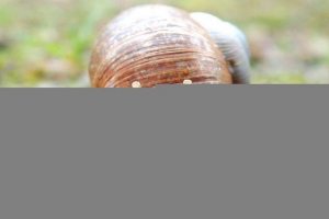 Általános információk a puhatestűekről Általános információk a puhatestűekről