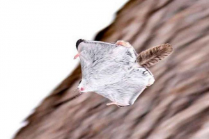 Rendes repülés - az egyetlen típusú fehérje az oroszországi fly-laktán allablájából