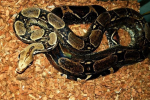 Szokásos boa. A boa tartalmáról és gondozásáról