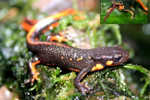 Fireburi tritons: a terrárium lakói japánból származnak