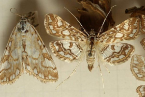 Harc: fotó, pillangó leírás