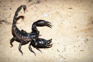 A scorpion az embernek veszélyes?
