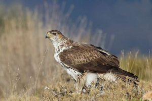 Eagle bonelli - eltűnő