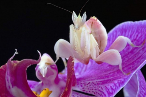 Orchidogo mantis: virág alakú rovar