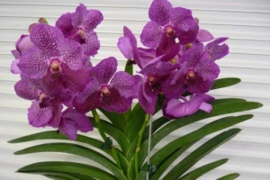 Orchidea növények