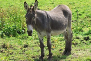 Aaara belvárosában
