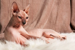 A macskák fajtái sphinx
