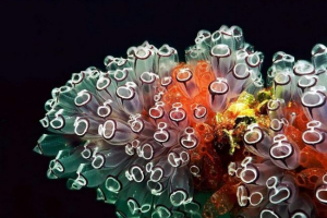 A chordán állatok jellemzői az evolúció folyamatában