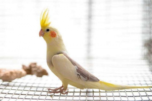 A parrot koroela jellemzői
