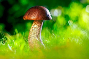 A gomba szerkezetének és főszereplőjeinek jellemzői