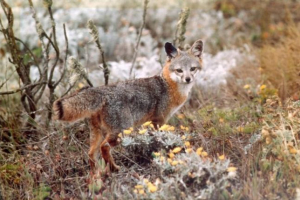Island gray fox - az egyesült államok legkisebb róka