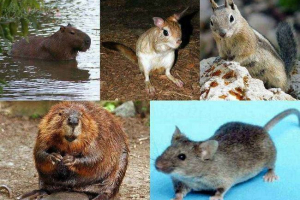 Elhagyási rágcsálók: osztályozás, jellemzők, élelmiszer, viselkedés, sokszorosítás és érték
