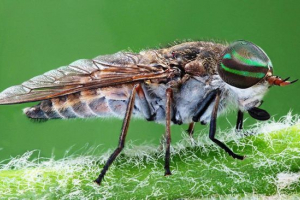 Bögöly