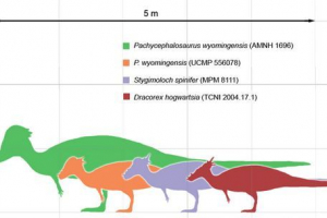 Pakhiceophalosaurus (pachycephalosaurus)